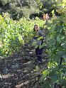 20121001_Vendange 006